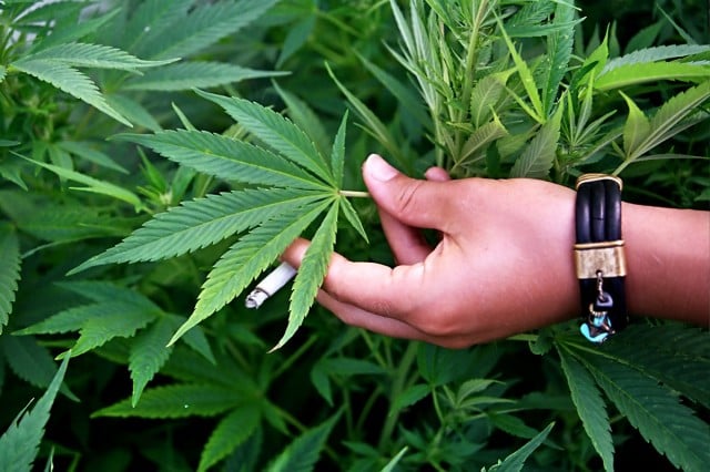 Federal laws have passed allowing for the cultivation of cannabis for medicinal purposes. (file pic)