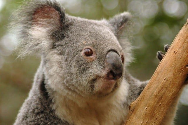  A koala sitting in a Eucalyptus tree in Queensland, Australia. Koalas need older trees. Photo: Todd Odegaard/Flickr 