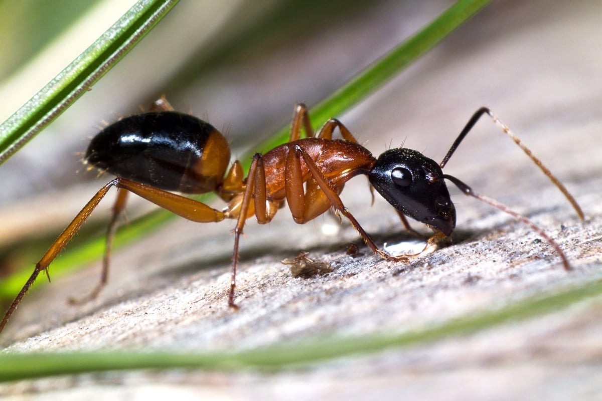 Ants go marching one-by-one in Byron shire – Echonetdaily