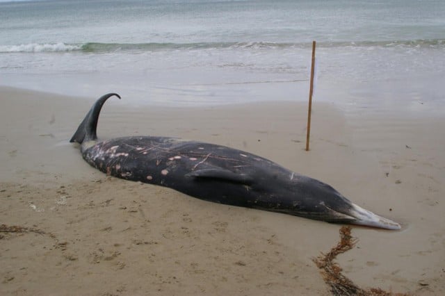 A Greys Beaked Whale, believed to be the type that stranded on Seven Mile Beach on Sunday. Photo marinemammalresearch.com