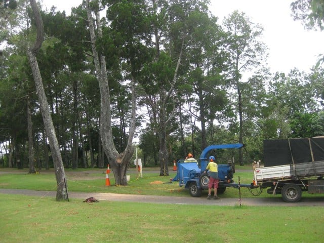 Park contractors in the Terrace reserve trimmed more of the historic memorial pines a few weeks ago.