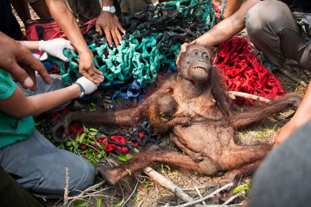 International Animal Rescue’s team desperately trying to save the life of a mother orang-utan and her baby forced out of their forest home by fires. They have now been translocated and released into a safe area of protected rainforest. Photo from International Animal Rescue’s Facebook page.