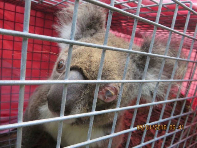 'Sandy, a five-year-old female koala from the Tweed Coast, had to be put down at Currumbin Wildlife Hospital recently after suffering from various diseases. Photo supplied