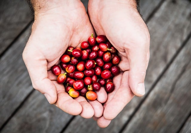 The beer is made with fresh ripe coffee ‘cherries’