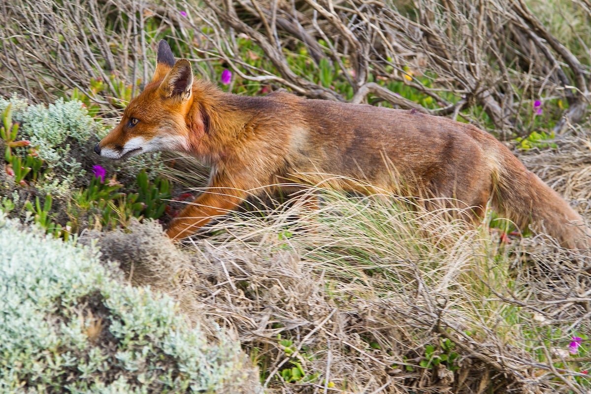 foxes dogs targeted save coastal koalas echonetdaily foxes dogs targeted save coastal koalas echonetdaily