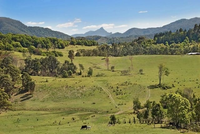 Tallowood, with parts of the ridgeline in the background. Mullumbimby 