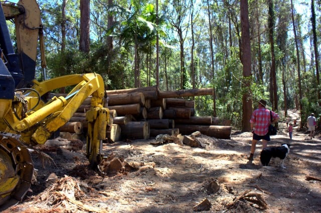 The Whian Whian logging site with logs piled up for removal and the logging track at right. Photo Marie Cameron