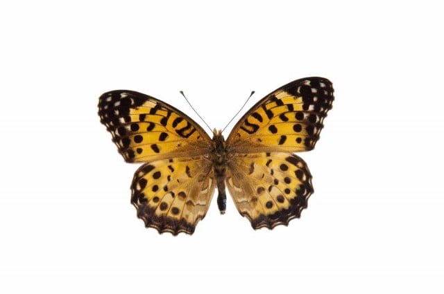 A female Australian Fritillary butterfly. Photo: L. Mathews