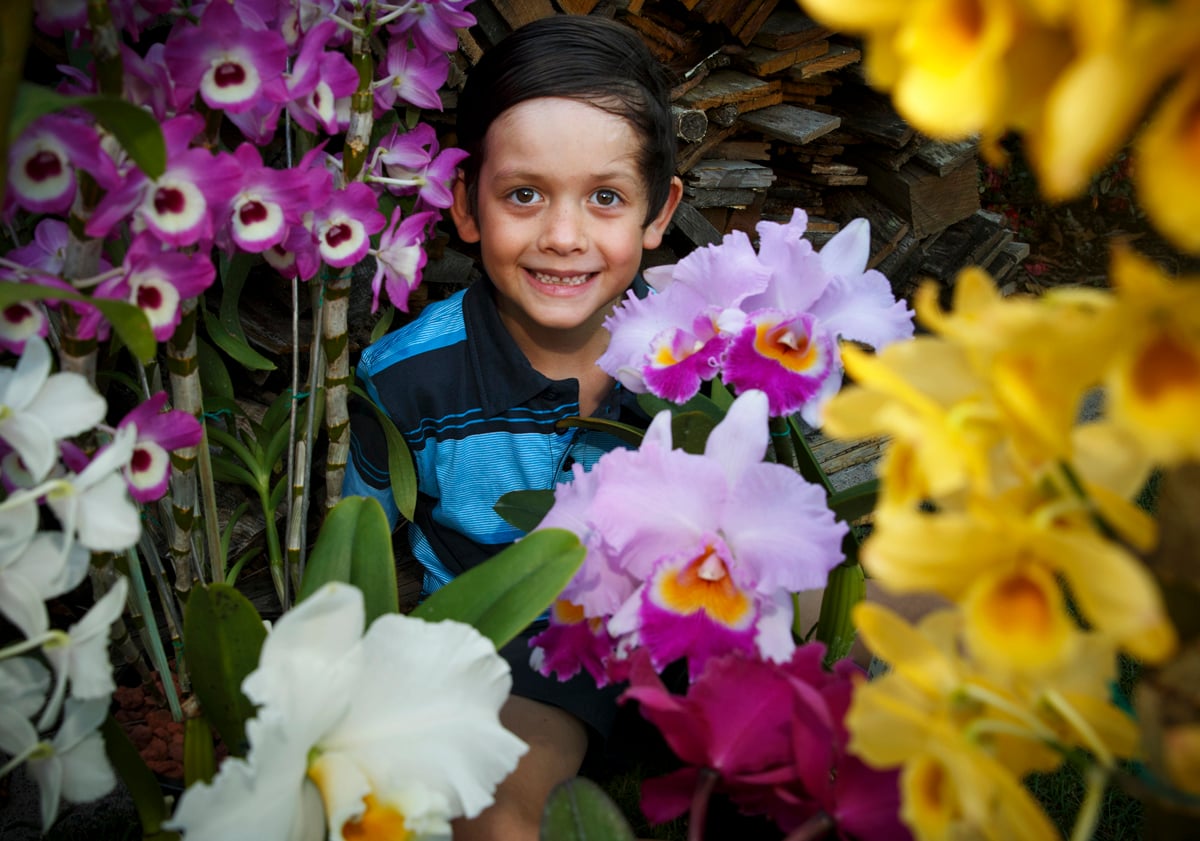 Riot of colour at orchid show