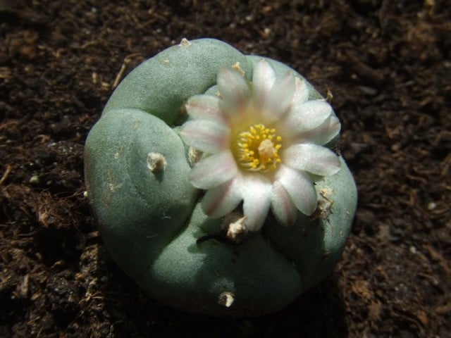 One of the more ‘abusable’ plant species, Lophophora williamsii, more commonly known as peyote.