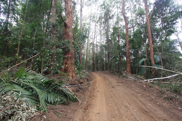 A road built for loggers access runs right past two koala high use trees. Photo supplied