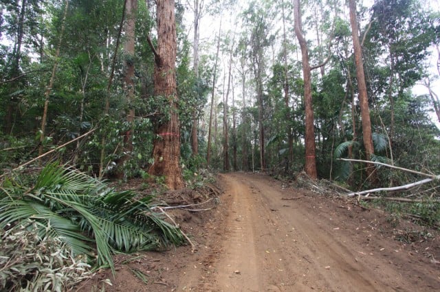 Koala high-use trees along the new road at Whian Whian marked for logging. Photo Mel Hargraves