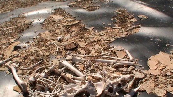 Dead animal bones in the bottom of a coal seam gas wastewater pond, according to the Stop Pilliga Coal Seam Gas movement http://www.stoppilligacoalseamgas.com.au/