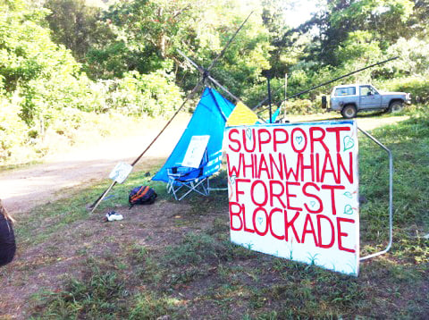 A protester's tent adjacent to the Whian Whian logging site. Photo Patrick Tatam