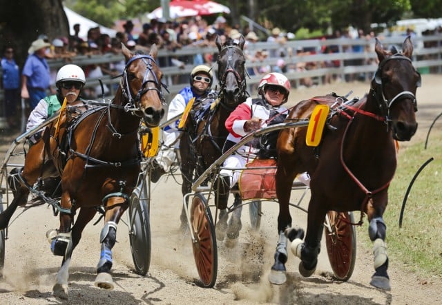 Neck and neck: trotting at the 2013 Mullumbimby Show. Photo Jeff Dawson