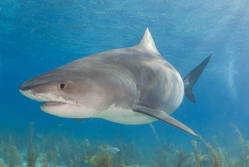 Ballina mayor excluded from Sydney shark summit