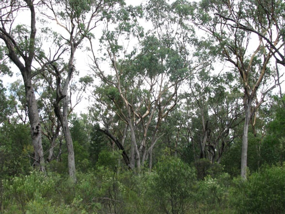 Highly valuable endangered woodland in Leard State Foerst – earmarked for destruction. Photo www.maulescreek.org