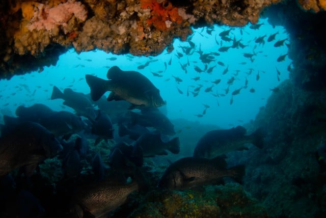 The cod hole at Julian Rocks, one of the most popular dive spots in the state could be under threat by state government moves to reduce protection in marine parks. Photo Blue Bay Divers