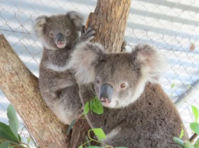 On the mend: Desley back-young and Dixie at the Koala Care Centre. The mother and child nearly died of heat stress earlier this year.