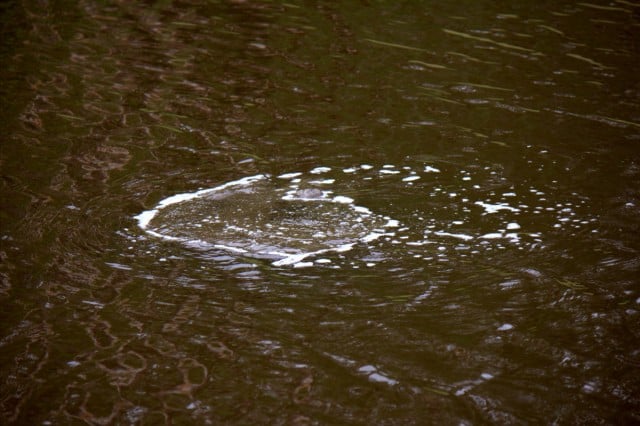 The bubbles create a white scum. Photo Marie Cameron (www.facebook.com/awomanwithacamera1) 