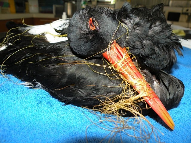 This critically endangered pied oyster catcher was found by ASR volunteers in 2010 entangled in fishing line on Ballina beach. Photo Australian Seabird Rescue