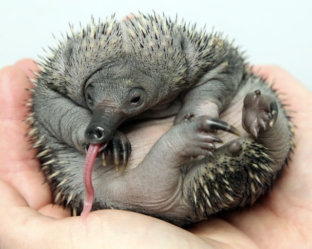 Critters like this loveable little echidna 'puggle' are regularly rescued by Northern Rivers Wildlife Carers. Photo Perth Zoo