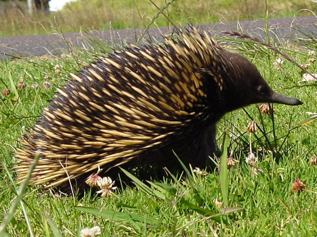 echidna – The Echo