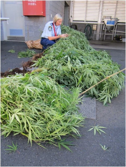 Marijuana plants taken from the backyard of a home in Goonellabah yesterday. Photo Police Media