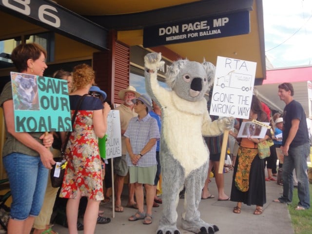 Koala supporters have been lobbying against the planned Pacific Highway route through at least three koala colonies. Photo Andrew Jennings