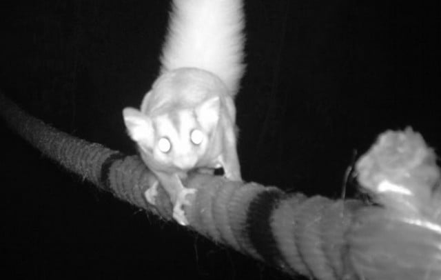 A squirrel glider crosses a rope bridge (Credit: B Taylor and R Goldingay).