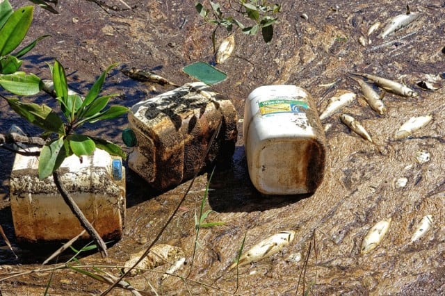 A fish-kill at Capricornia Canal in Ocean Shores on Friday, next to containers of the herbicide Wipe-Out 450.