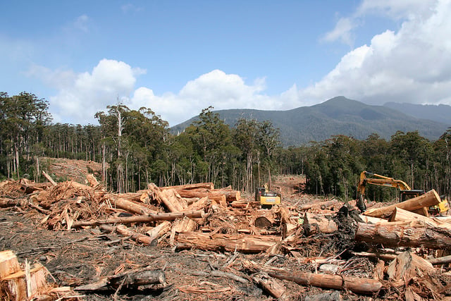 Activists want the NSW Environment minister to put a stop to clear felling forests on the north coast. Photo Ta Ann Truths/flickr.com
