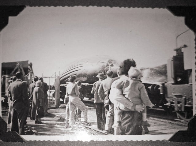 Whale activist Dean Jefferys, then just over a year old, sees the result of whaling at Byron Bay in June 1959. Image from migaloo2.com