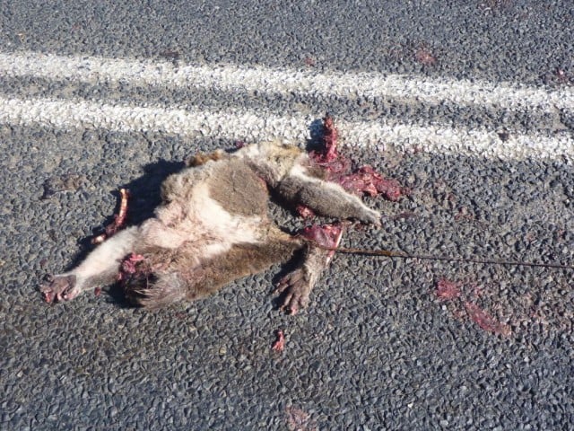 Photo showing dead koala on the side of the Pacific Highway at Bangalow taken on Une 16, 2014.