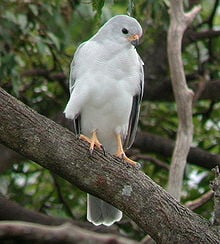 The magnificent Grey Goshawk. Photo Wikipedia