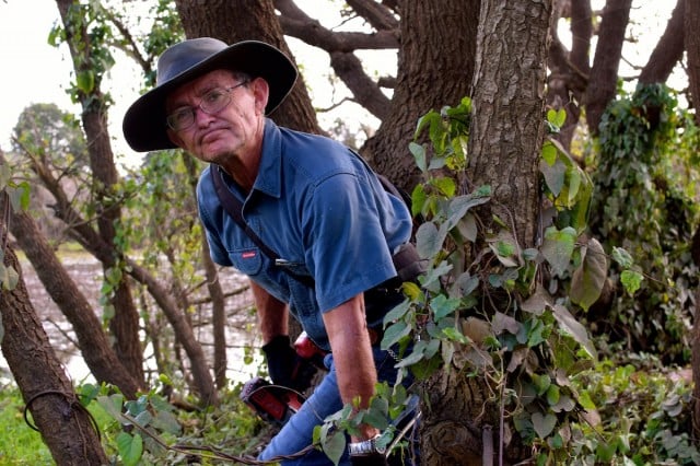 Derek Goodwin poisons coral trees in the Duck Pond in South Lismore.