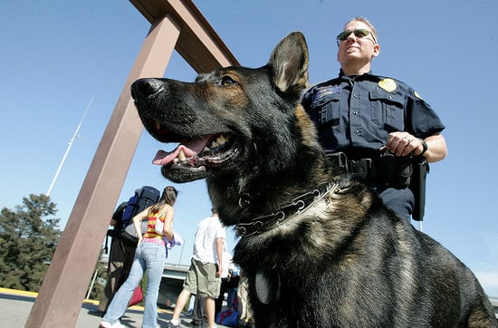 Use of police drug sniffer dogs has become a controversial issue. Photo digitaldeconstruction.com