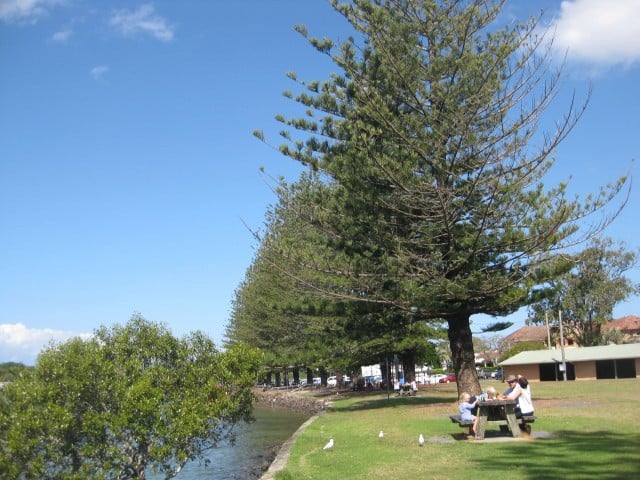 The majestic old Norfolk Island pines in Brunswick Heads have recently been tagged for ongoing health and safety checks which has locals worried.