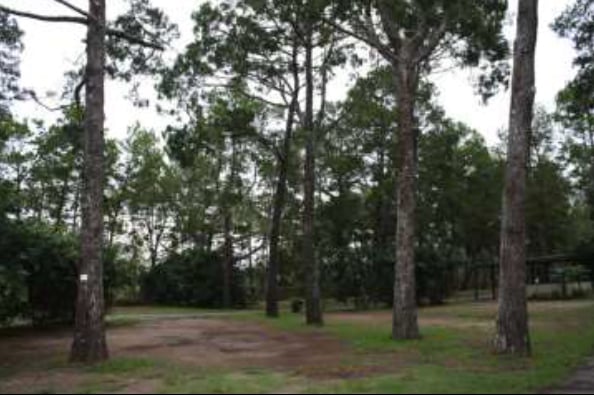 The same trees two years later.