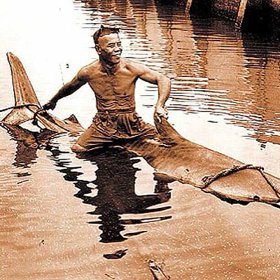 Filomeno Patacsil riding 800 lb tiger shark as he frees the animal from fishing nets. Photo  Honolulu Advertiser, 1957