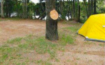 One of the cypress tree's lower branches recently removed, making more tent room in the process.