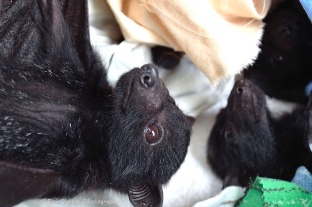 Some of the baby black-headed flying foxes being cared for by WIRES and other local wildlife carers. Photo Dee Hartin