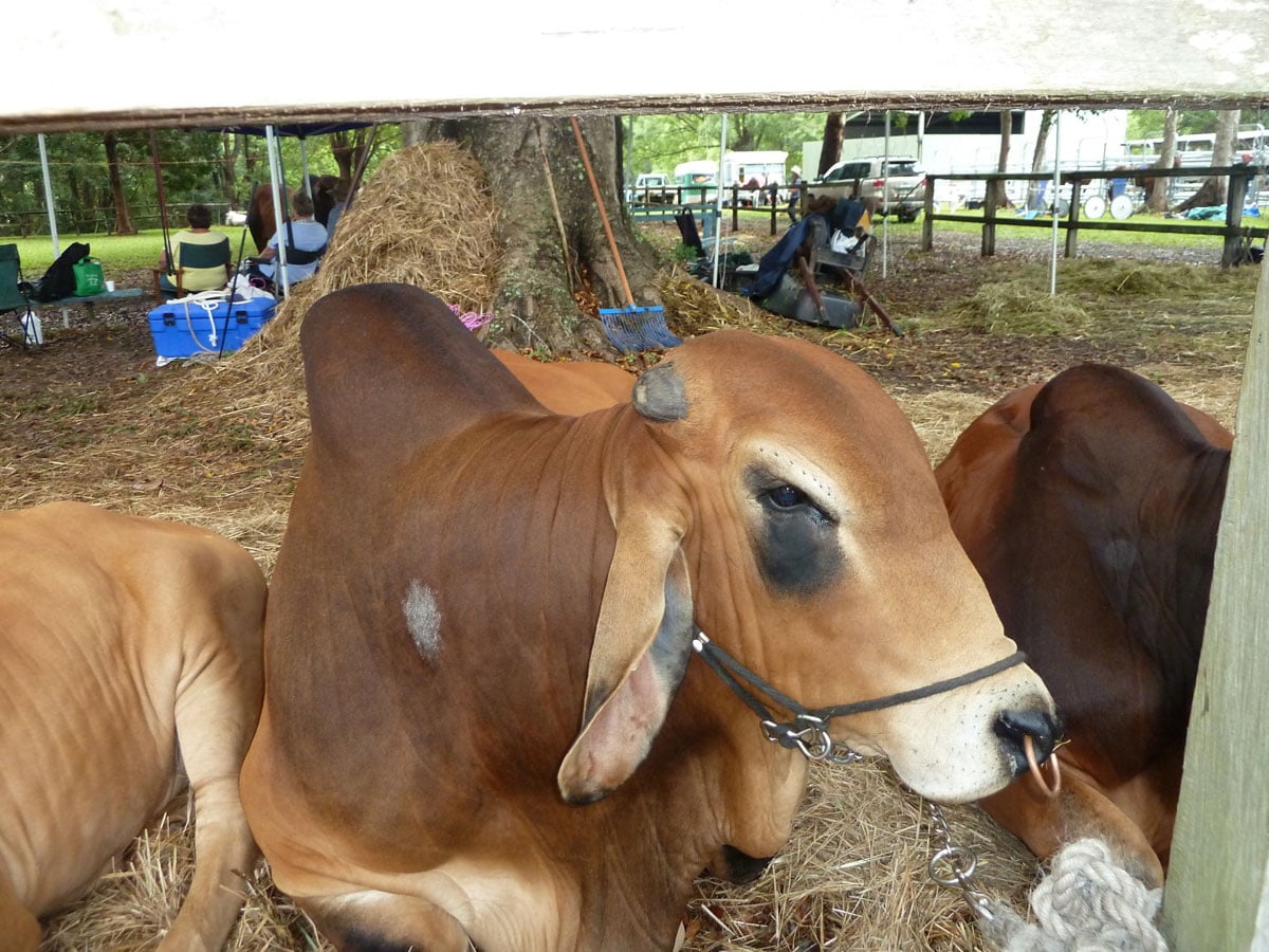 The 107th Mullumbimby Show 2014