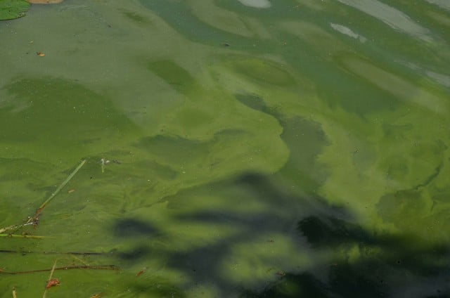 Blue green algae. Photo Mark Sadowski/Flickr
