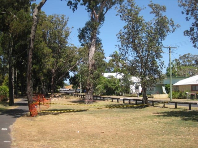 The southern section of The Terrace Reserve at Brunswick Heads, used in peak holiday times for overflow camping, has had several historic coastal cypress trees there recently cordoned off.