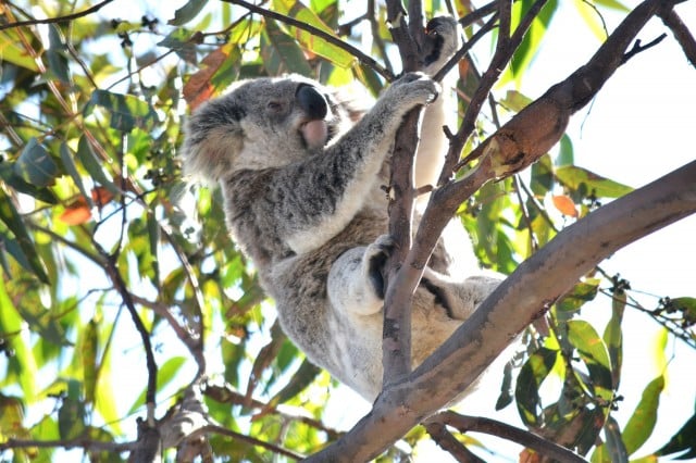 Hundreds of koalas have been secretly culled in Victoria. (file pic)