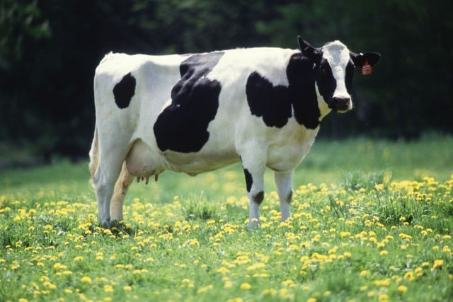 NSW Farmers want a focus on Q Fever, which is a disease spread from animals to humans.(wikipedia)