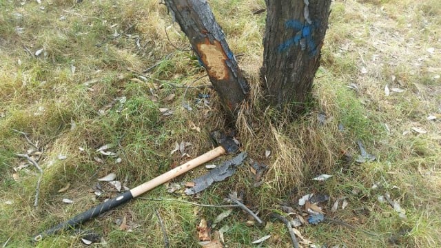 NPWS is calling for anyone who has information about a recent vandal attack on Billinudgel Nature Reserve to come forward. Image NPWS