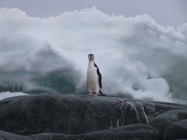 Giant chinstrap penguins such as this rely on krill which is being heavily fished in the Antarctic. Photo Rosy Whelan