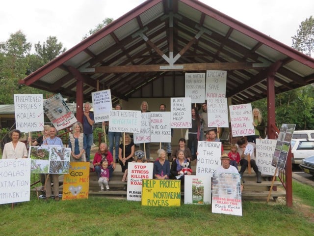 Koala campaigners gathered at Uki this week to protest the planned replacement of koala-protection gates at Black Rocks sports field.